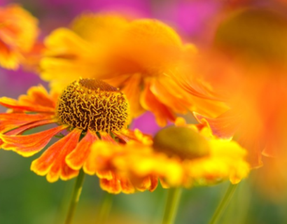 Helenium ‘short’n sassy’ - Zonnekruid