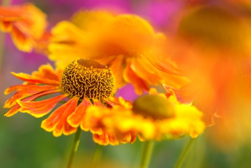 Helenium ‘short’n sassy’ - Zonnekruid