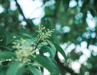 Cinnamonum Camphora - Kamperboom