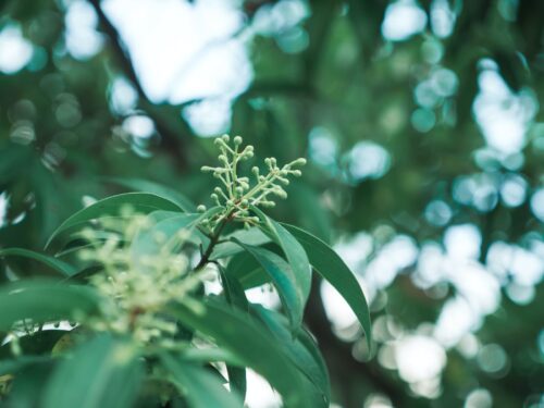 Cinnamonum Camphora - Kamperboom