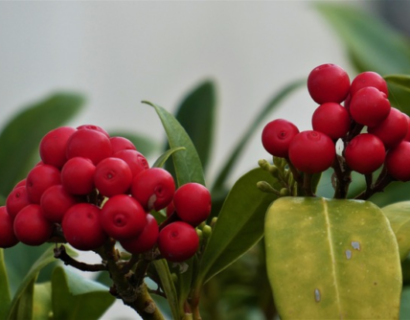 Skimmia japonica ‘Redruth’