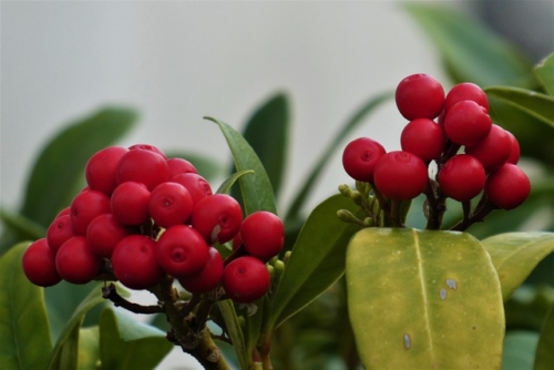 Skimmia japonica ‘Redruth’ - Skimmia