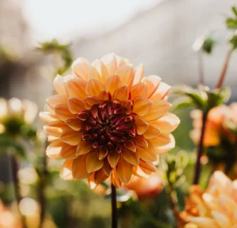 Dahlia ‘Mango’ - Dahlia