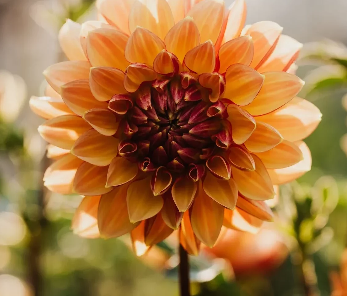 Dahlia ‘Mango’ - Dahlia