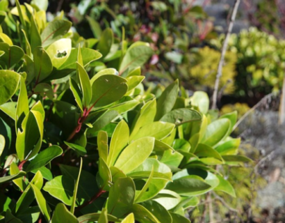 Skimmia japonica ‘Fragrant Cloud’ - Skimmia