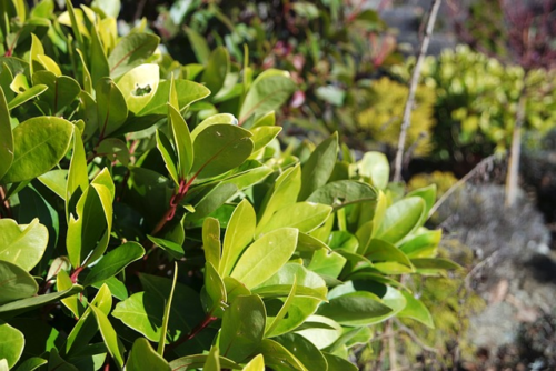 Skimmia japonica ‘Fragrant Cloud’ - Skimmia