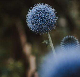 Echinops bannaticus ‘Taplow Blue’ - Kogeldistel