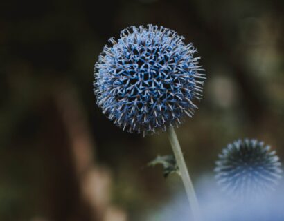 Echinops bannaticus ‘Taplow Blue’ - Kogeldistel