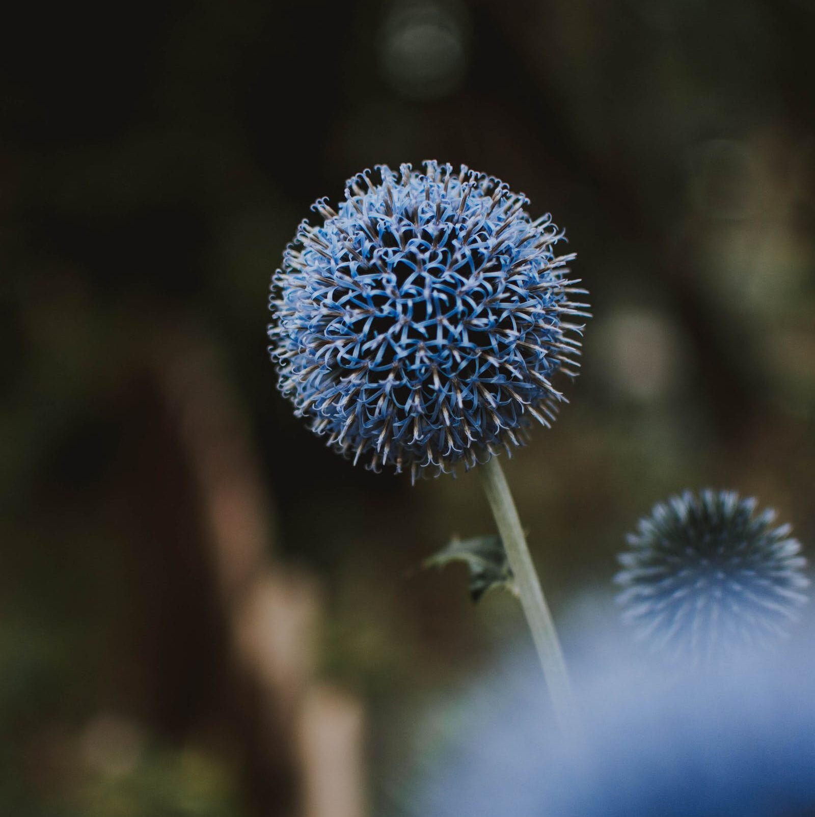 Echinops bannaticus ‘Taplow Blue’ - Kogeldistel