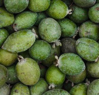 Feijoa Sellowiana - Ananasguave