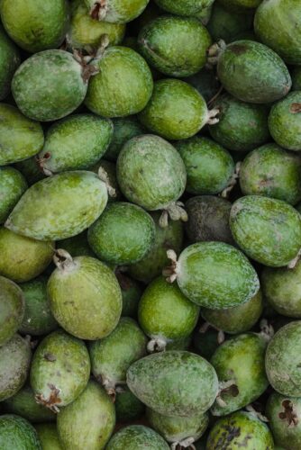 Feijoa Sellowiana - Ananasguave