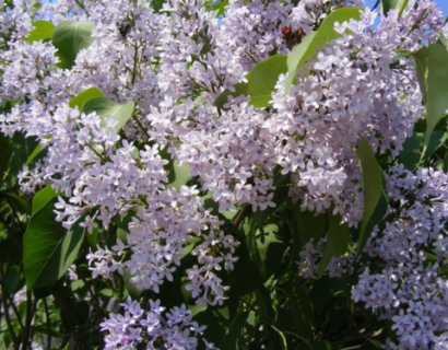 Syringa Vulgaris - Sering