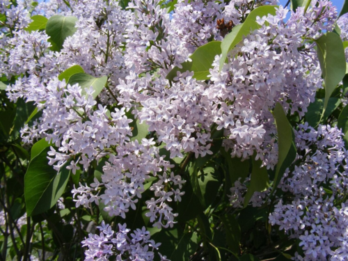 Syringa Vulgaris - Sering