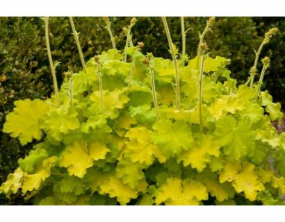 Heuchera ‘Lemon Love’ - Purperklokje