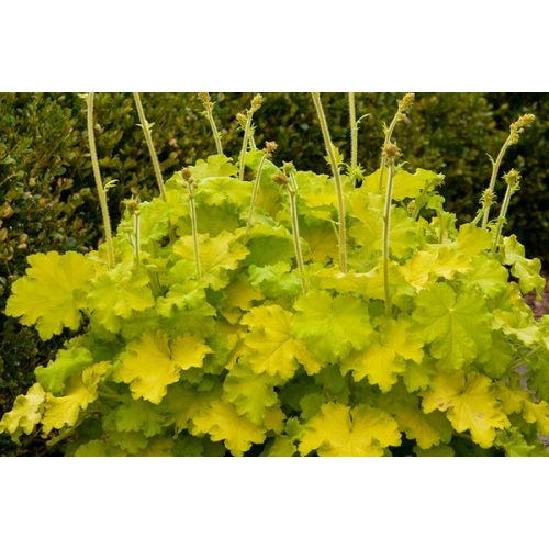 Heuchera ‘Lemon Love’ - Purperklokje