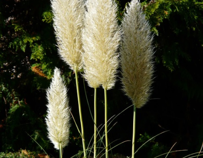 Cortaderia selloana ‘White Feather’ - Pampasgras