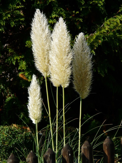 Cortaderia selloana ‘White Feather’ - Pampasgras