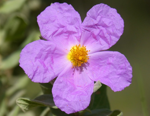 Cistus ‘Grayswood Pink’ - Rotsroos