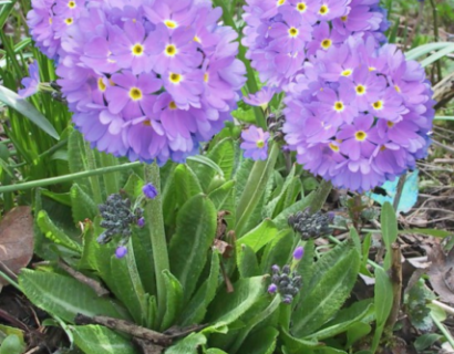 Primula Denticulata Lilac - Sleutelbloem