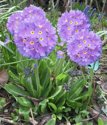 Primula Denticulata Lilac - Sleutelbloem