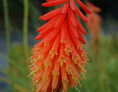 Kniphofia ‘nancy’s red’ - Vuurpijl