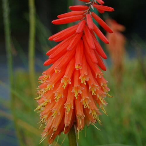 Kniphofia ‘nancy’s red’ - Vuurpijl