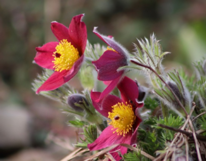 Pulsatilla vulgaris ‘rode klokke’ - Wildemanskruid