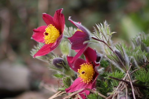 Pulsatilla vulgaris ‘rode klokke’ - Wildemanskruid