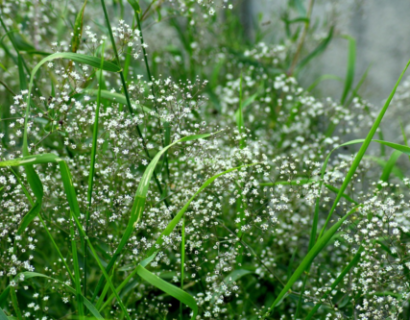 Gypsophila repens ‘Alba’ - Kruipend Gipskruid