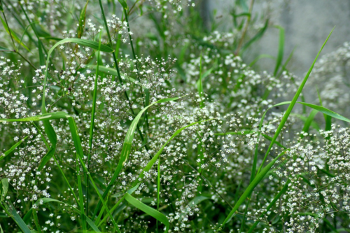 Gypsophila repens ‘Alba’ - Kruipend Gipskruid