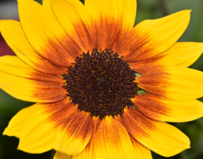 Helianthus Sunbelievable - Zonnebloem