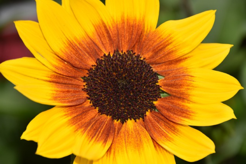 Helianthus Sunbelievable - Zonnebloem