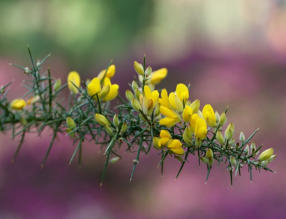 Cytisus - Wilde Brem