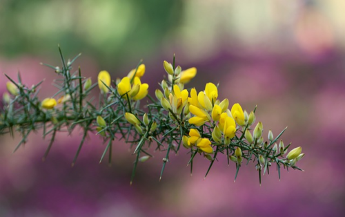 Cytisus - Wilde Brem