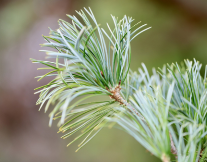 Pinus nigra Pierrick Bregeao - Pijnboom