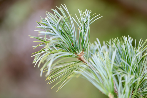 Pinus nigra Pierrick Bregeao - Pijnboom