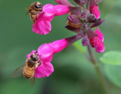 Salvia ‘Rockin Fuchsia’ - Salie