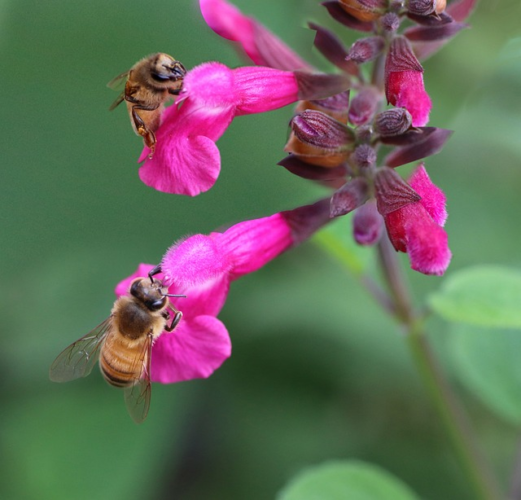 Salvia ‘Rockin Fuchsia’ - Salie