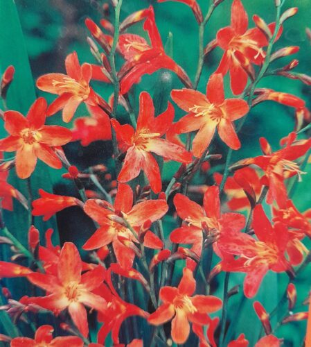 Crocosmia ‘Carmine Brilliant’ - Montbretia