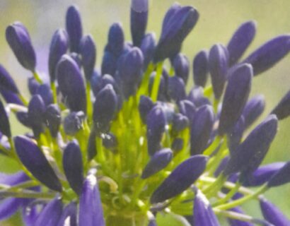 Agapanthus ‘Delfts Blauw’