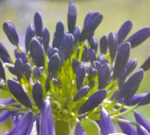 Agapanthus ‘Delfts Blauw’ - Kaapse Lelie