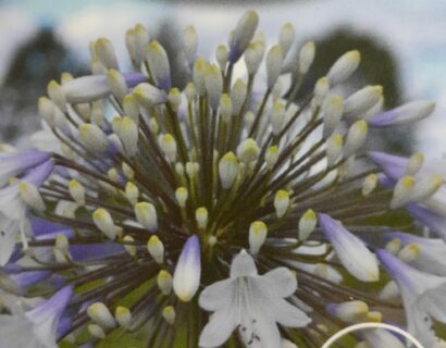 Agapanthus ‘Enigma’ - Afrikaanse lelie