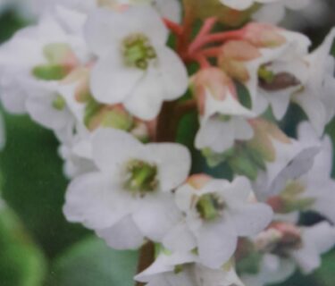 Bergenia ‘Bressingham White’ - Schoenlappersplant