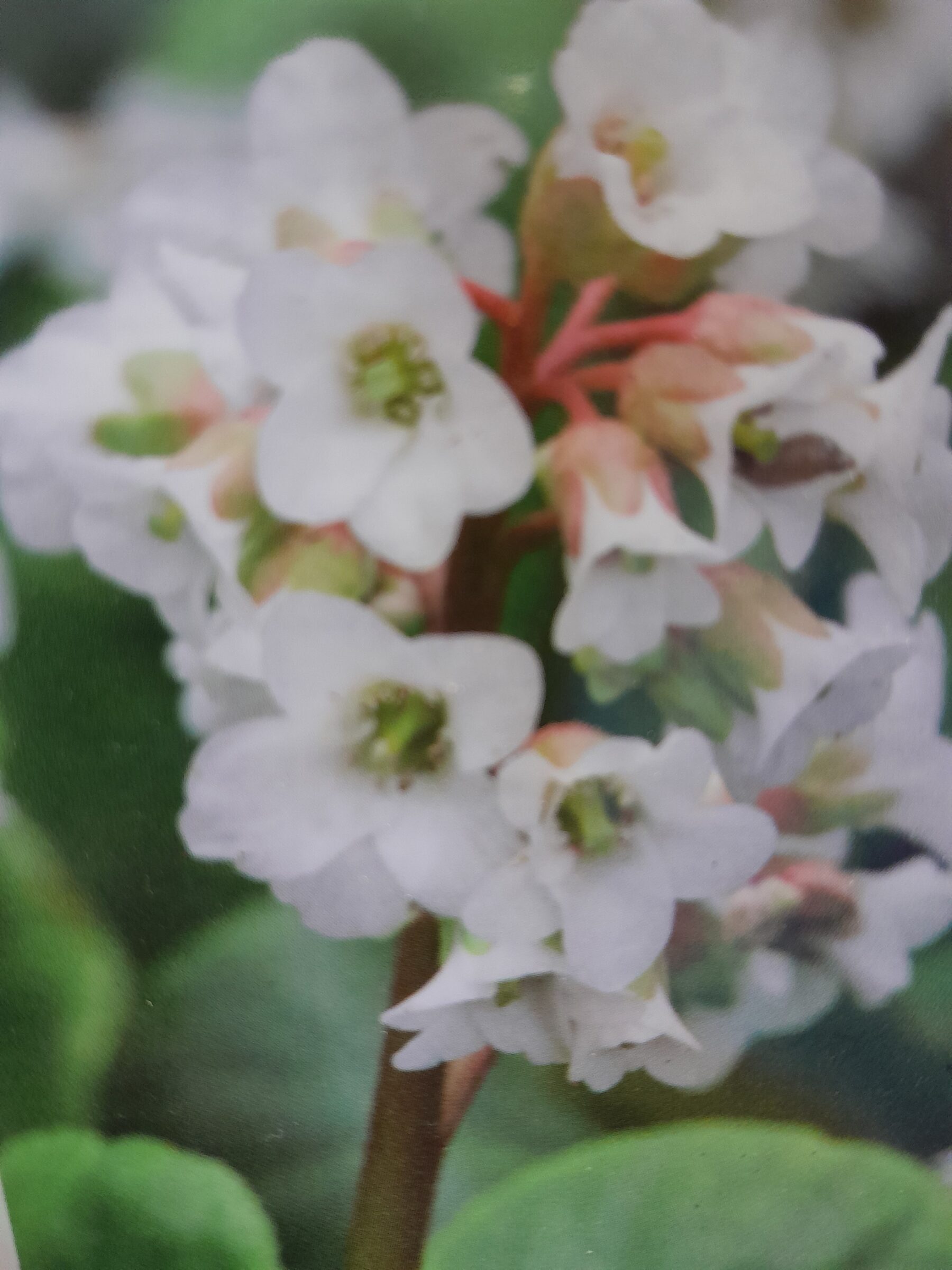 Bergenia ‘Bressingham White’ - Schoenlappersplant