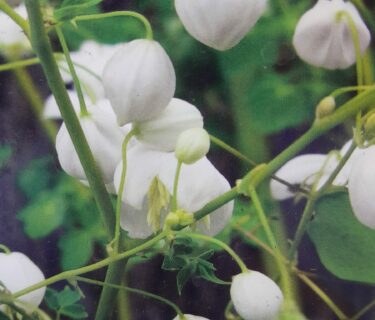 Thalictrum Delavayi ‘Splendide White’ - Ruit