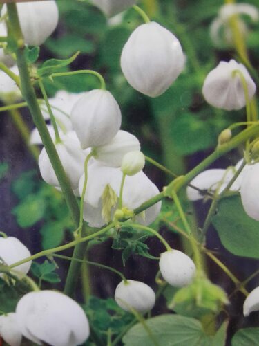 Thalictrum Delavayi ‘Splendide White’ - Ruit