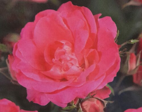 Rosa ‘Melrose’ - Roos