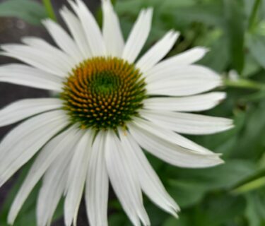 Echinacea ‘Baby Swan White’ - Zonnehoed