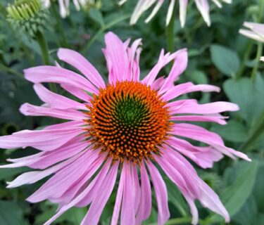 Echinacea ‘Double Decker’ - Zonnehoed