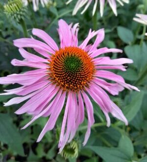 Echinacea ‘Double Decker’ - Zonnehoed